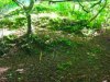 Motte in Summer
