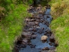 The White Brook