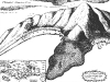 1694 Engraving