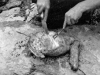 The Boiled Joint