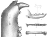 Animal Bones Found