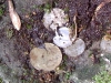 Coins for Curses?