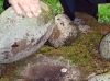 Under the Stones