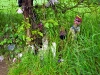 Rag Tree