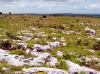 The Burren