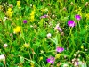 Flowers in the Cracks