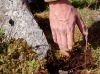 Removing Moss