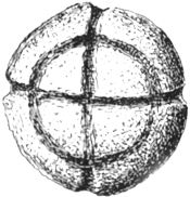 incised stone ball